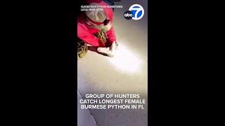 Group of hunters catch longest female Burmese python in Florida