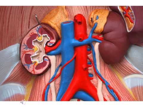 Renal System 6, Urinary system podcast