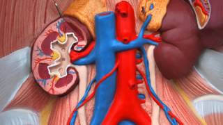 Renal System 6, Urinary system podcast