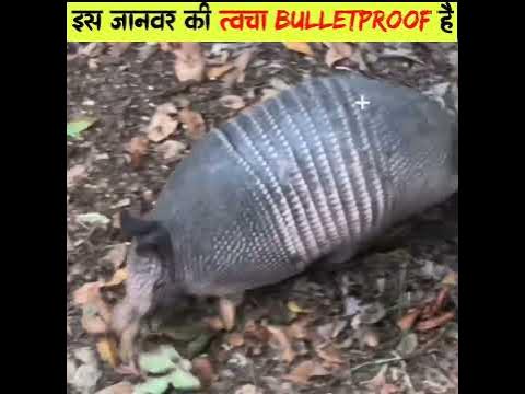 Animal With Bulletproof Skin 🔥 | Facts About Armadillo | Armadillo ...