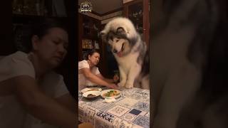 Animal transformation | Why is this husky so big? #animalshorts #animals #husky