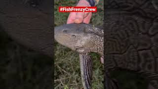 This invasive, Florida special is called a “Pleco” aka “The Armored Catfish” #FishFrenzyCrew