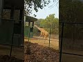 #giraffe