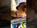 Click here please don’t scroll. Read description to help save stray life #usashorts #usashorts #usa