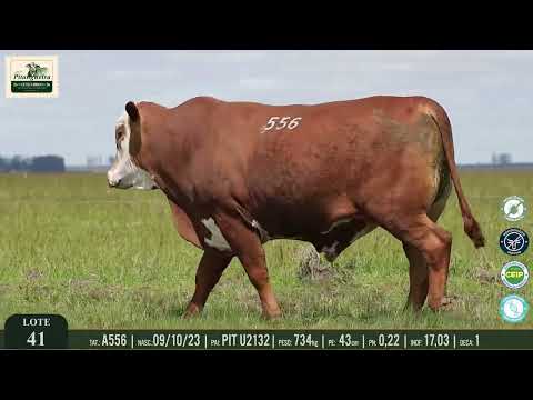 LOTE 41 - A556