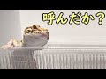 呼べば駆け寄って来るベタ慣れレオパ【ヒョウモントカゲモドキ】【Leopard Gecko】