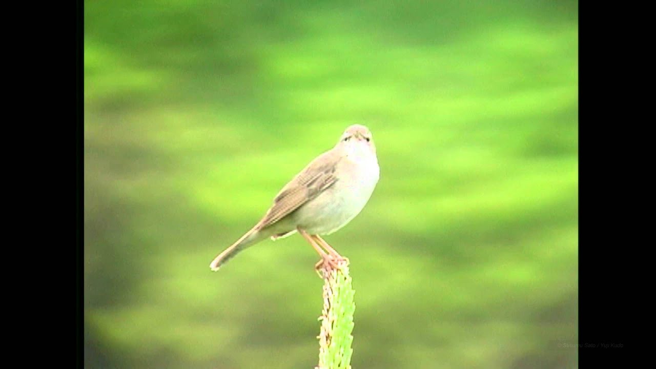 ウチヤマセンニュウ（2）さえずり（20年前の三宅島） - Styan's
