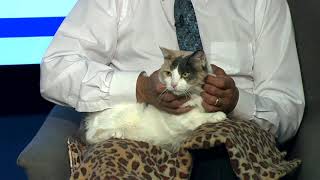 Pet Connection Ella 8-27-19