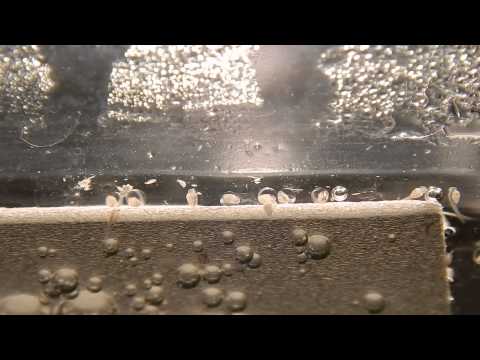 Male-less betta fries hatching 24 hours after spawn.