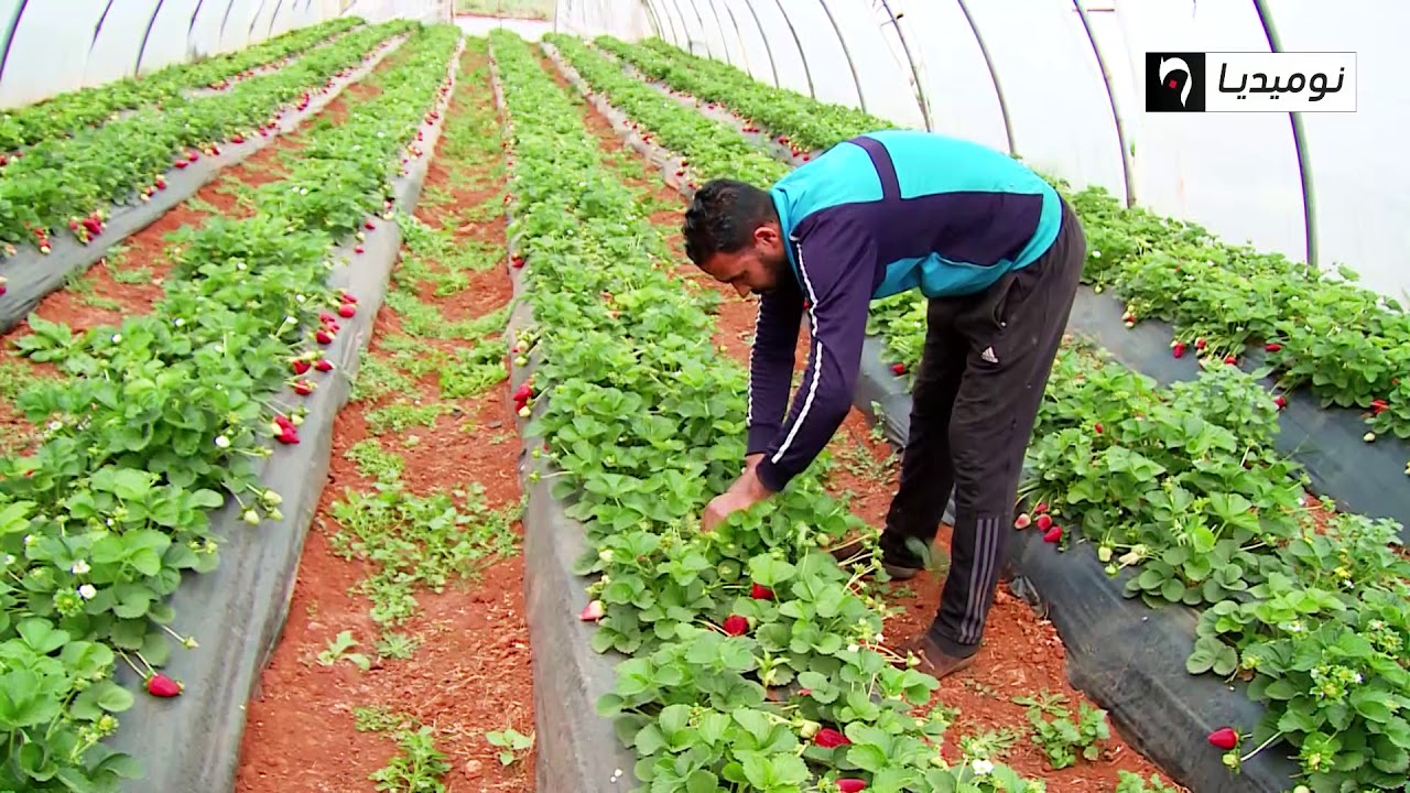 تيبازة تحتل المرتبة الأولى وطنيا في إنتاج الفراولة لعام 2019