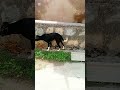 Village 🐕🐕 Video #foryou #minivlog #deasert #nature #foryou #deasert