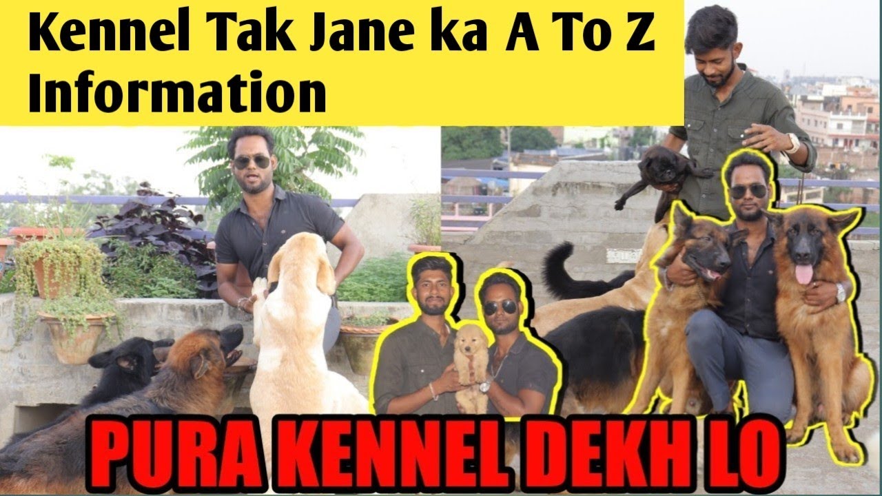 Patna Dog Kennel Kennel Tak Jane ka rastA Pet Shop In Patna YouTube