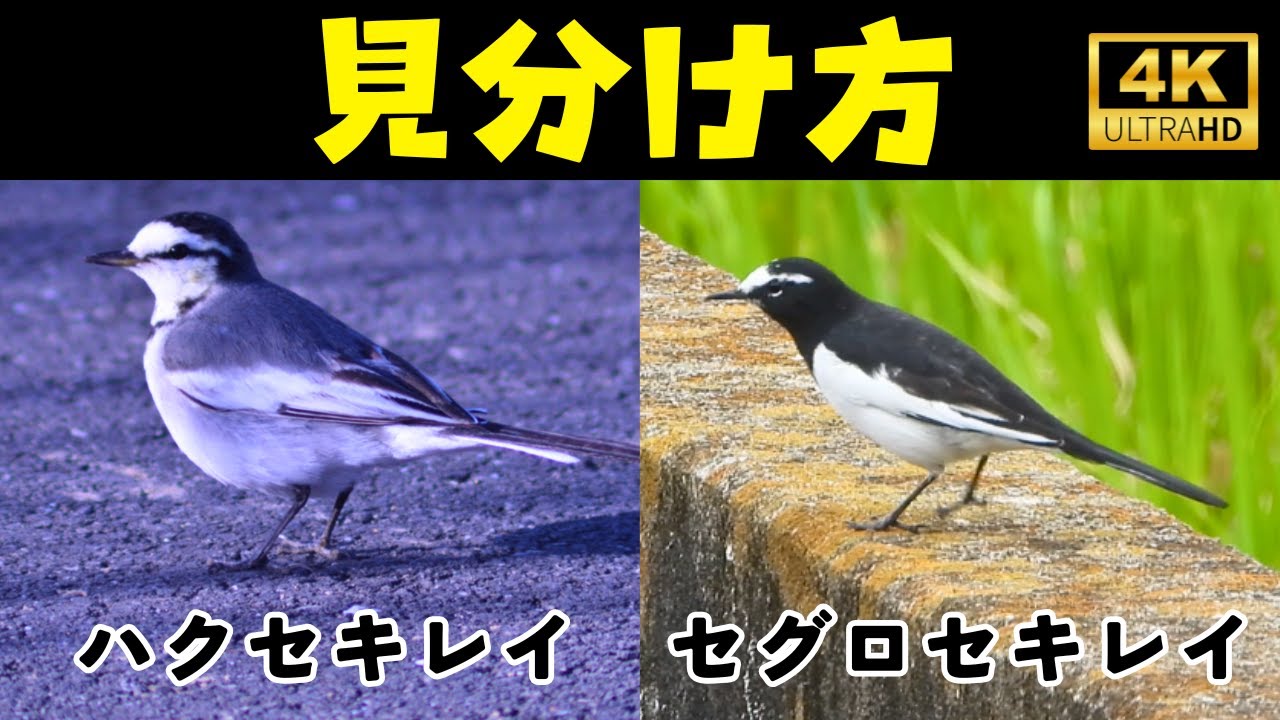 ハクセキレイとセグロセキレイの見分け方 - YouTube