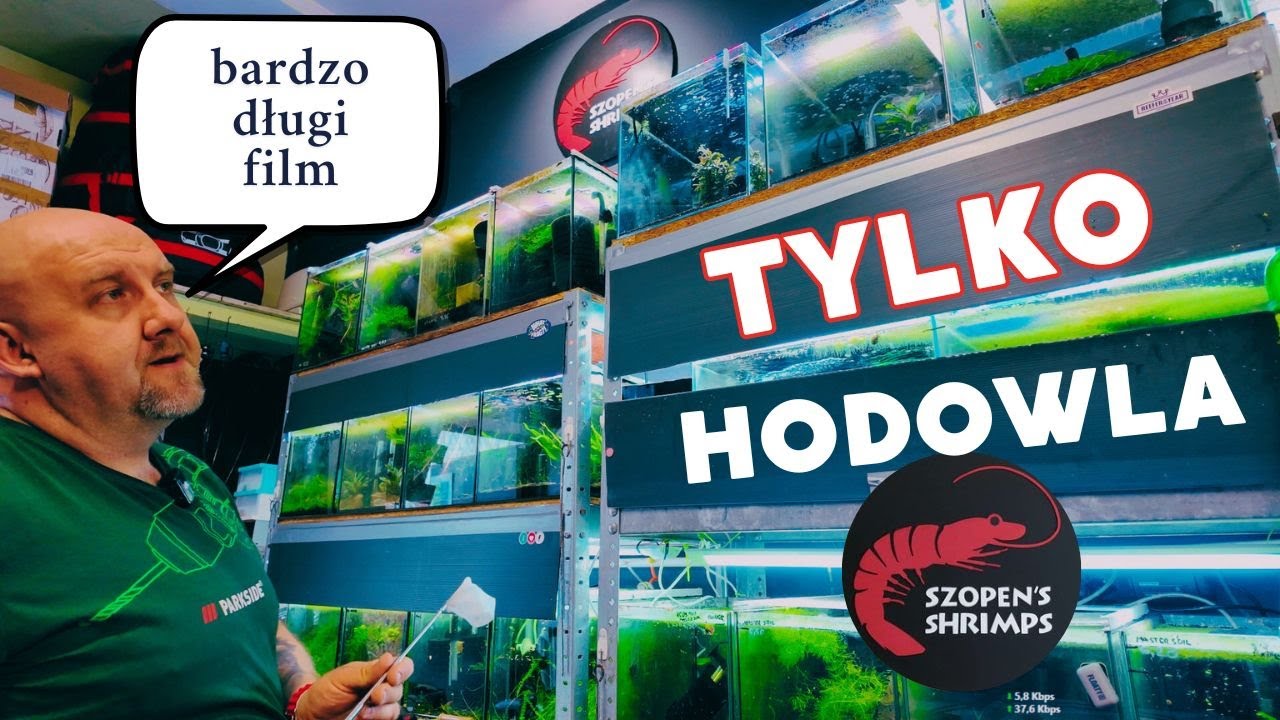 TYLKO HODOWLA KREWETEK - NA TO CZEKALIŚCIE