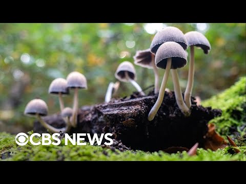 Oregon to open first psilocybin therapy treatment center in U.S.