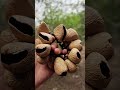 Wearable Nature ASMR 🥁 Seed Pod Rattle Bracelets | Pangi &amp; Chacha Rhythm SYL95384#shorts