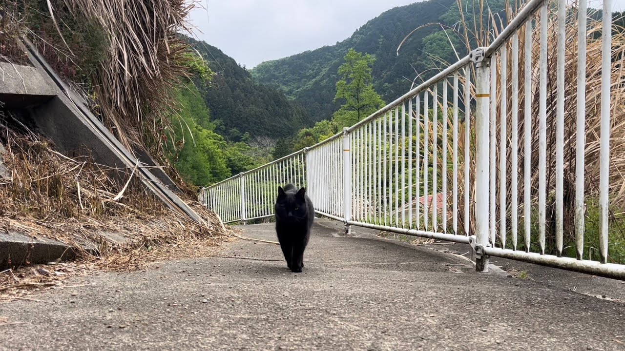 坂道で追いかけてくる黒ねこちゃん No.1174 2026年 4月 29