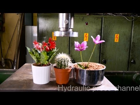 Crushing flowers and cactus with hydraulic press