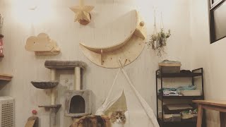 みるまろ　MYZOOさんのキャットウォークでくつろぐ　ノルウェージャンフォレストキャット　ラガマフィン