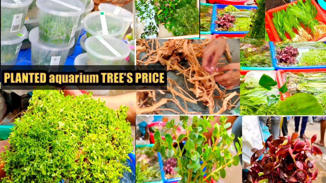 planted aquarium tree's price rate Tissue pot price plant's