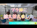 【多肉植物】 植え替えの続き❗️ 塗っただけ鉢でも可愛いよ(ﾟ∀ﾟ*)