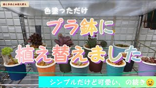 【多肉植物】 植え替えの続き❗️ 塗っただけ鉢でも可愛いよ(ﾟ∀ﾟ*)