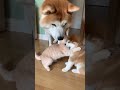 マンチカンが秋田犬の子犬に猫パンチしていたら・・ # #犬と猫 #funnycat #猫おもしろ