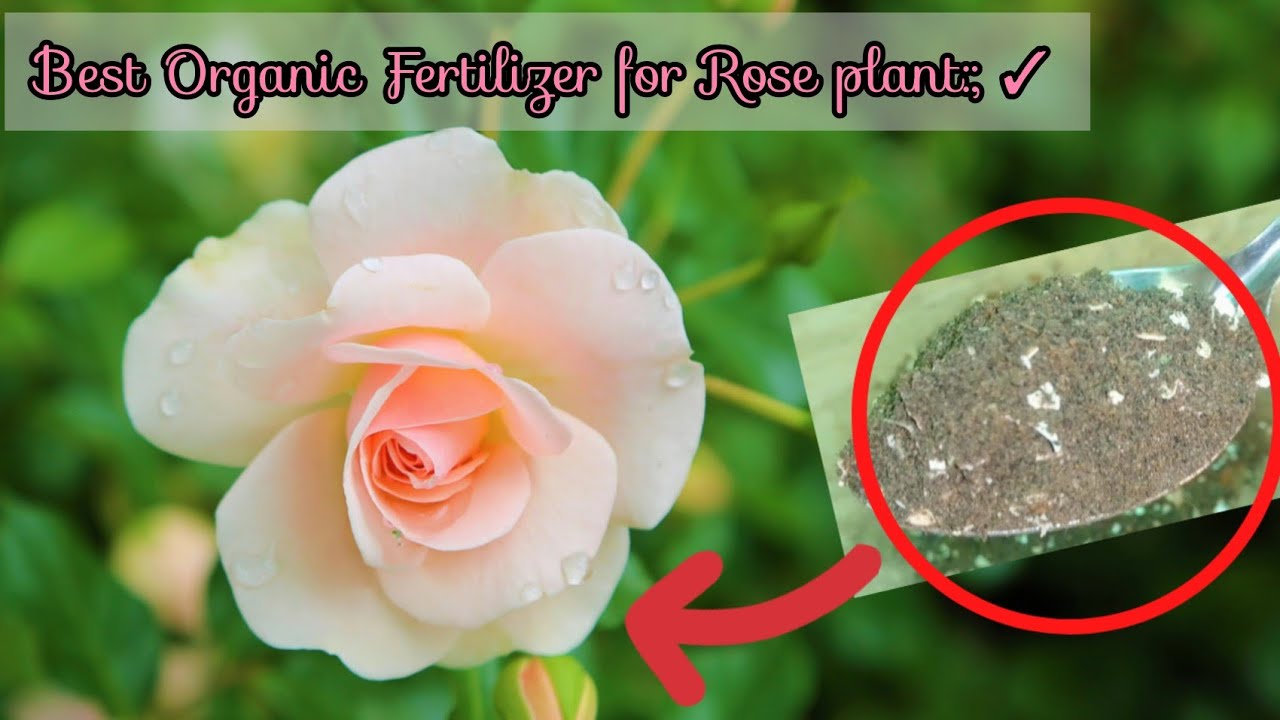 Best Organic Fertilizer For Rose plantHow to make Organic Fertilizer