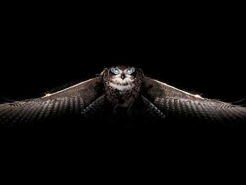 ბუ - დირიჟორი bu - dirijori