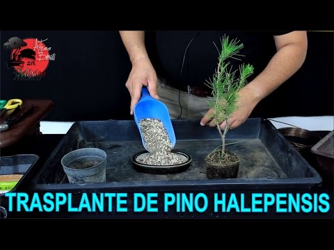 Video: Cómo Cultivar Bonsai De Pino