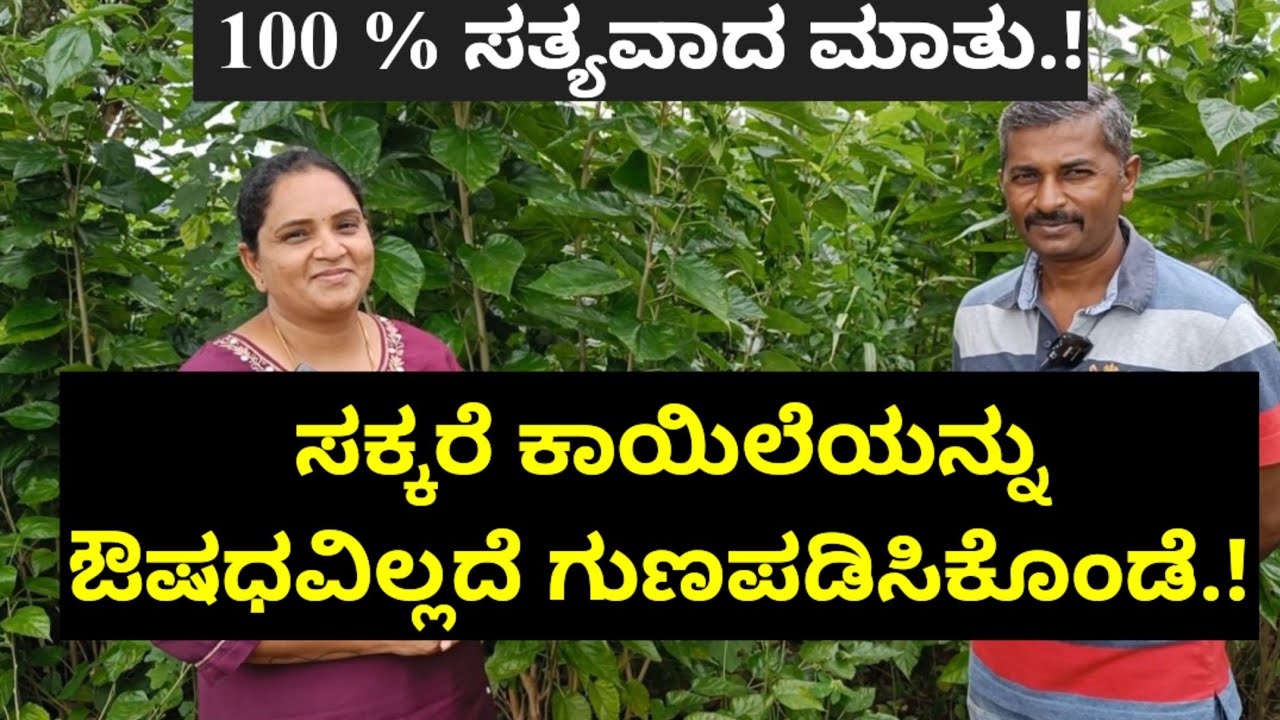 ಸಕ್ಕರೆ ಕಾಯಿಲೆಯನ್ನು ಔಷಧವಿಲ್ಲದೆ ಗುಣಪಡಿಸಿಕೊಂಡೆ.! ದುಬೈನಲ್ಲಿ ಒಳ್ಳೆ ಸಂಬಳವಿತ್ತು ಜೊತೆಗೆ ಸಕ್ಕರೆ ಕಾಯಿಲೆ ಇತ್ತು.