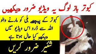 Man Attack On Cute Cat very sad moments