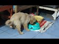 My puppy has breakfast puppy golden vigo