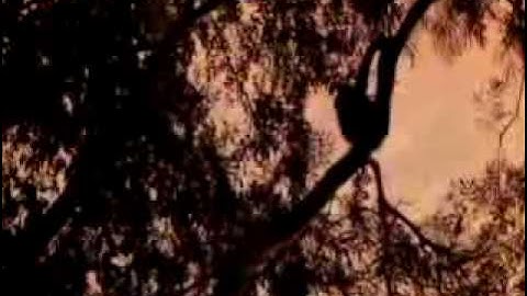 BBC The Missing Link 6