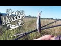 3 easy pilchard baites for spotted grunter fishing