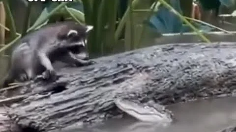 See ya later Alligator