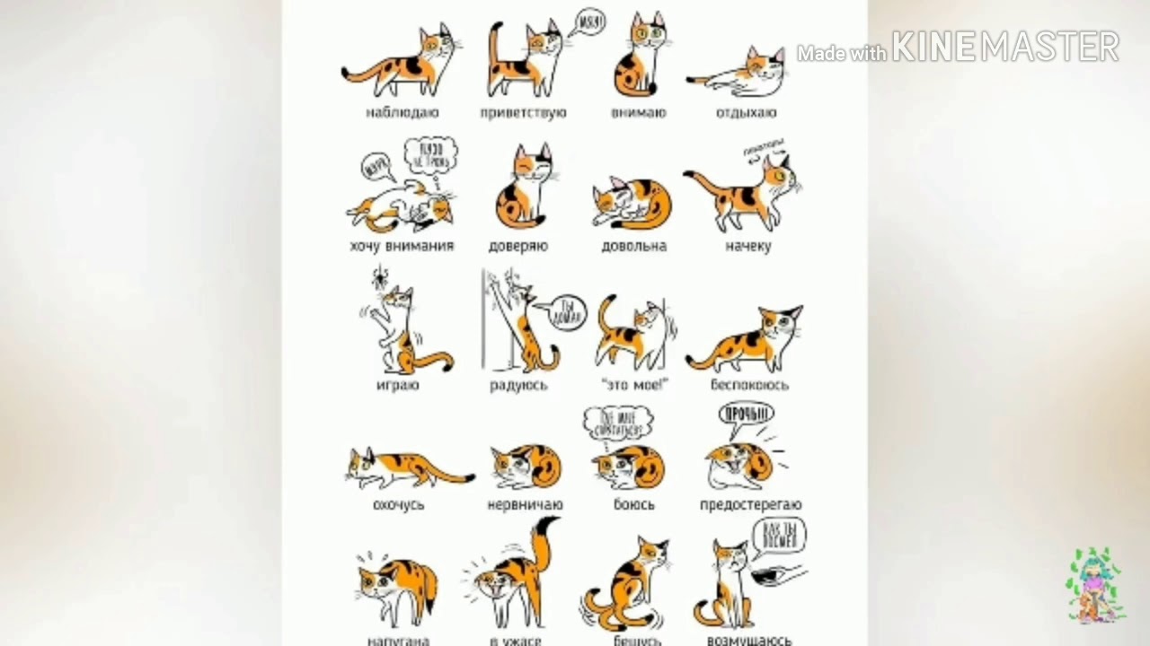 Как понять что хочет кот