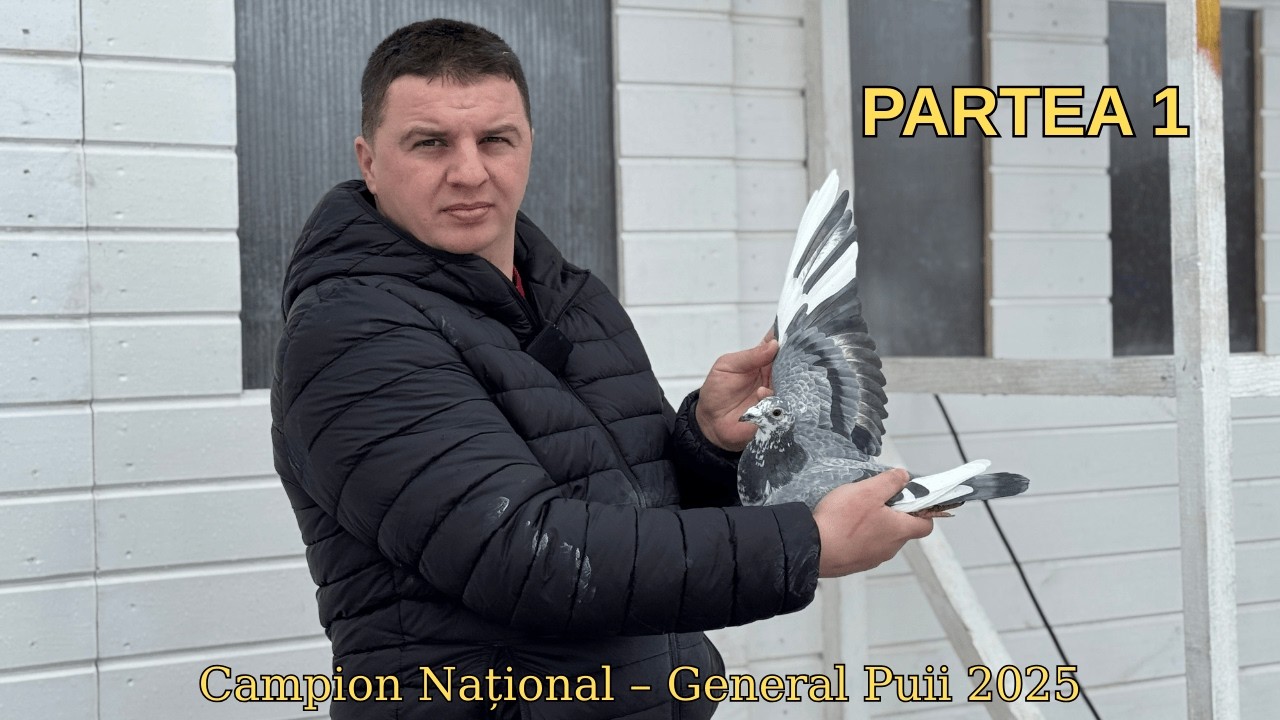 Frații Curelușă – Campioni Naționali General Puii 2025 | Metoda de zbor (Partea 1)