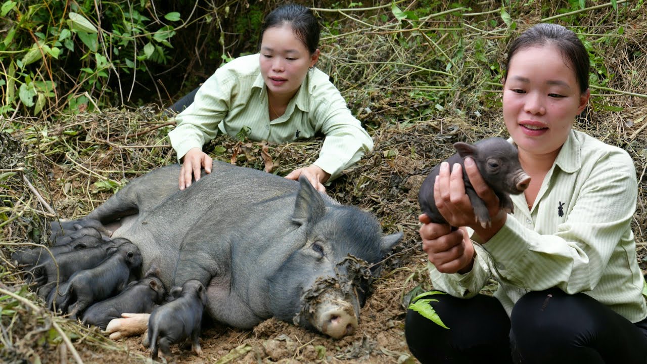 Welcome the Birth of Piglets - Harvest Ginger to Sell at Market \ Trieu Mai Huong.