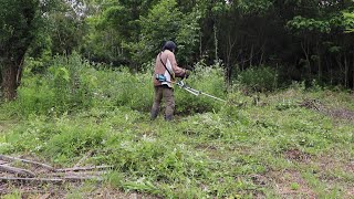 大名竹、伸びた草、雑木を草刈り機とレシプロソーで一掃