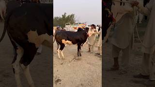 #jaffarmandi #2026 #eid #music #animeedit #bhattachowkmandi #i12mandi # #song #phonk #anime