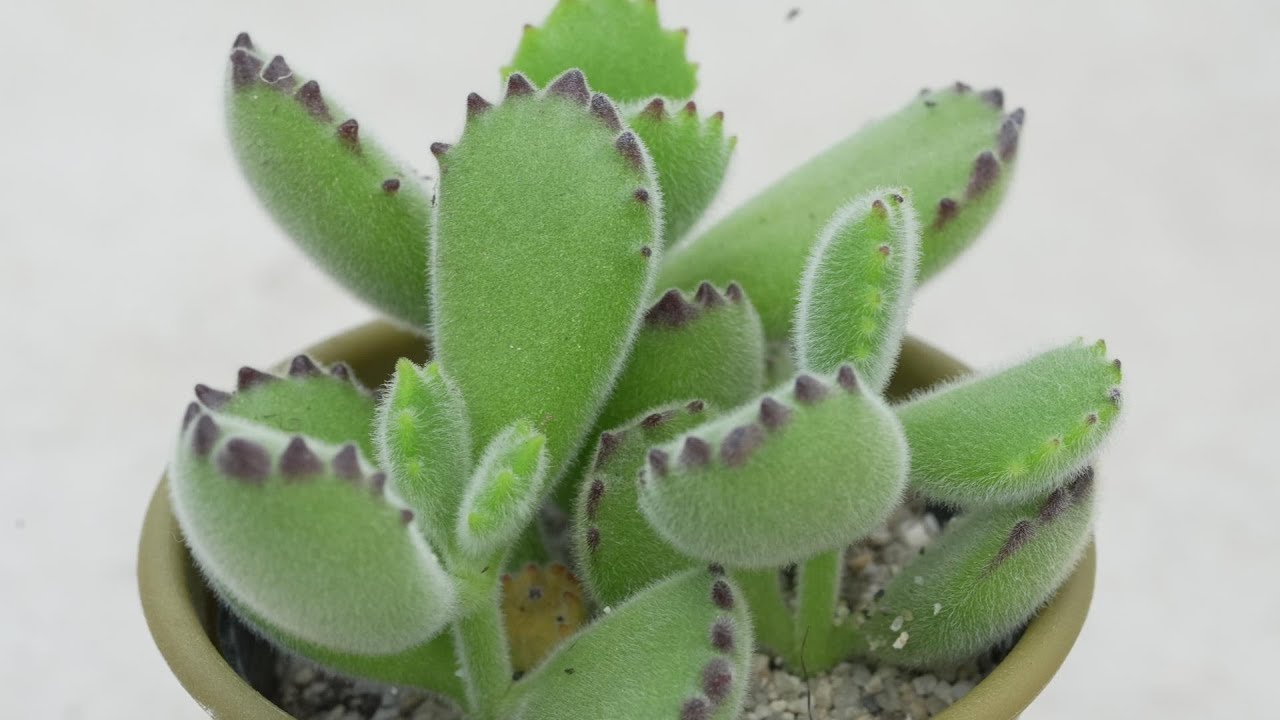 425 [This succulent is the winner] The idol of the fluffy world