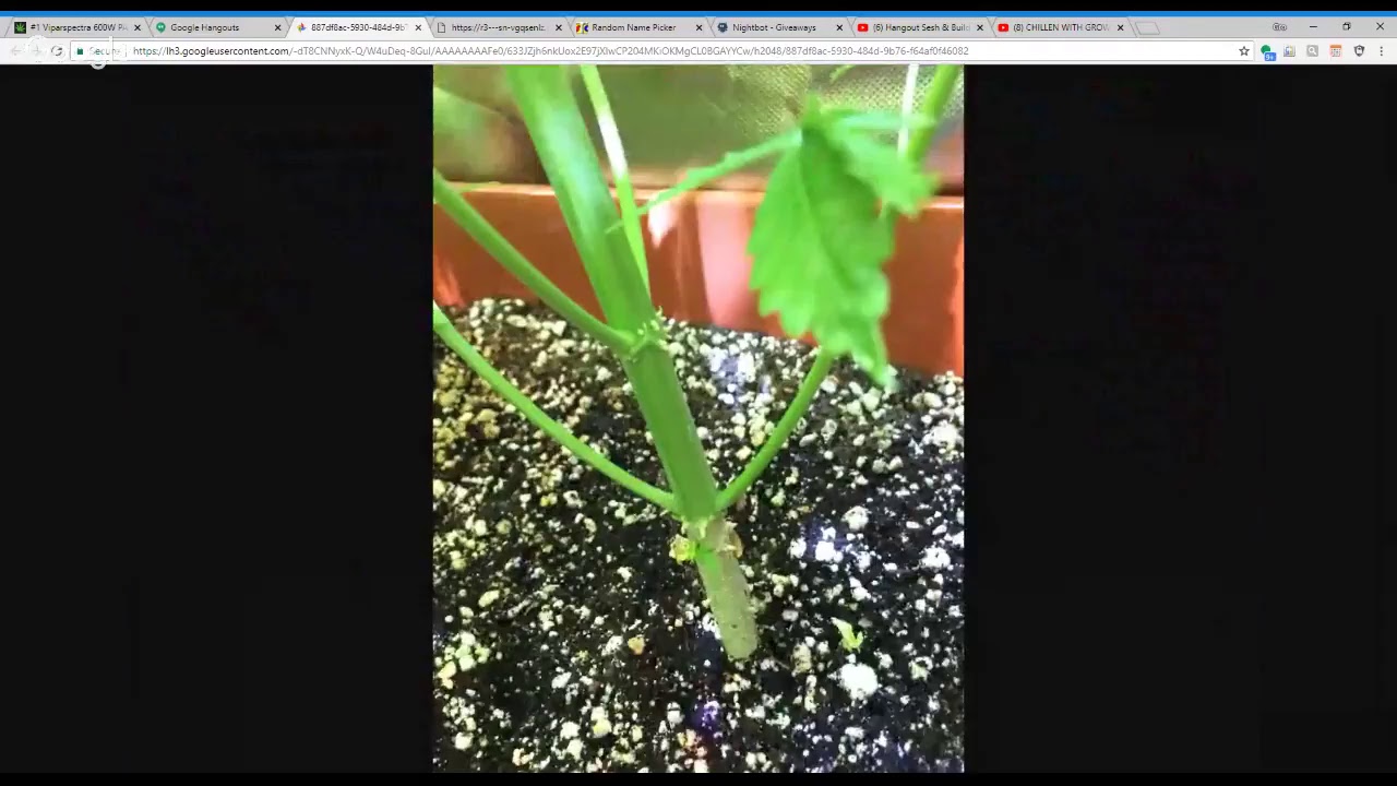 CHILLEN WITH GROWIT2SMOKEIT!!!!!