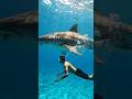 Swim with a giant shark 🤯 #deapsea #sea #diving #underwater #nature #viral #foryou
