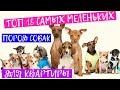 Топ 18 лучших пород собак маленького размера для квартиры и маленького дома