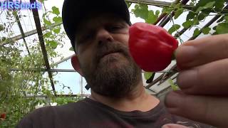 ⟹ Trinidad Scorpion Sweet Pepper | Capsicum chinense | Pod Review 2019