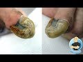 RAM'S HORN 100% REAL UNBELIEVABLE CURVED OLD TOENAIL BEING TRIMMED