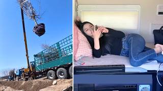 Yang Xiaoyings Latest Mission. Delivering Bundled Tree Seedlings.