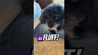 Bailey changed her appearance… #fypシ #dog #funnypuppy #funnydog #adorabledog