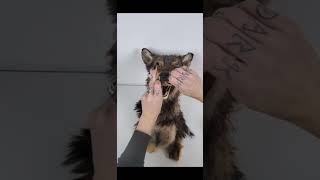 Mastering Coyote Taxidermy: Step-by-Step Guide (Part 1) 🦊 #taxidermy